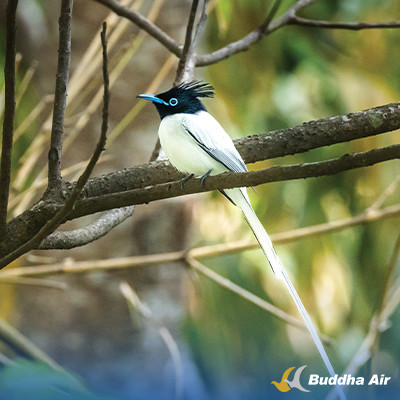 The Asian Paradise Flycatcher Sitting - Wild Nepal